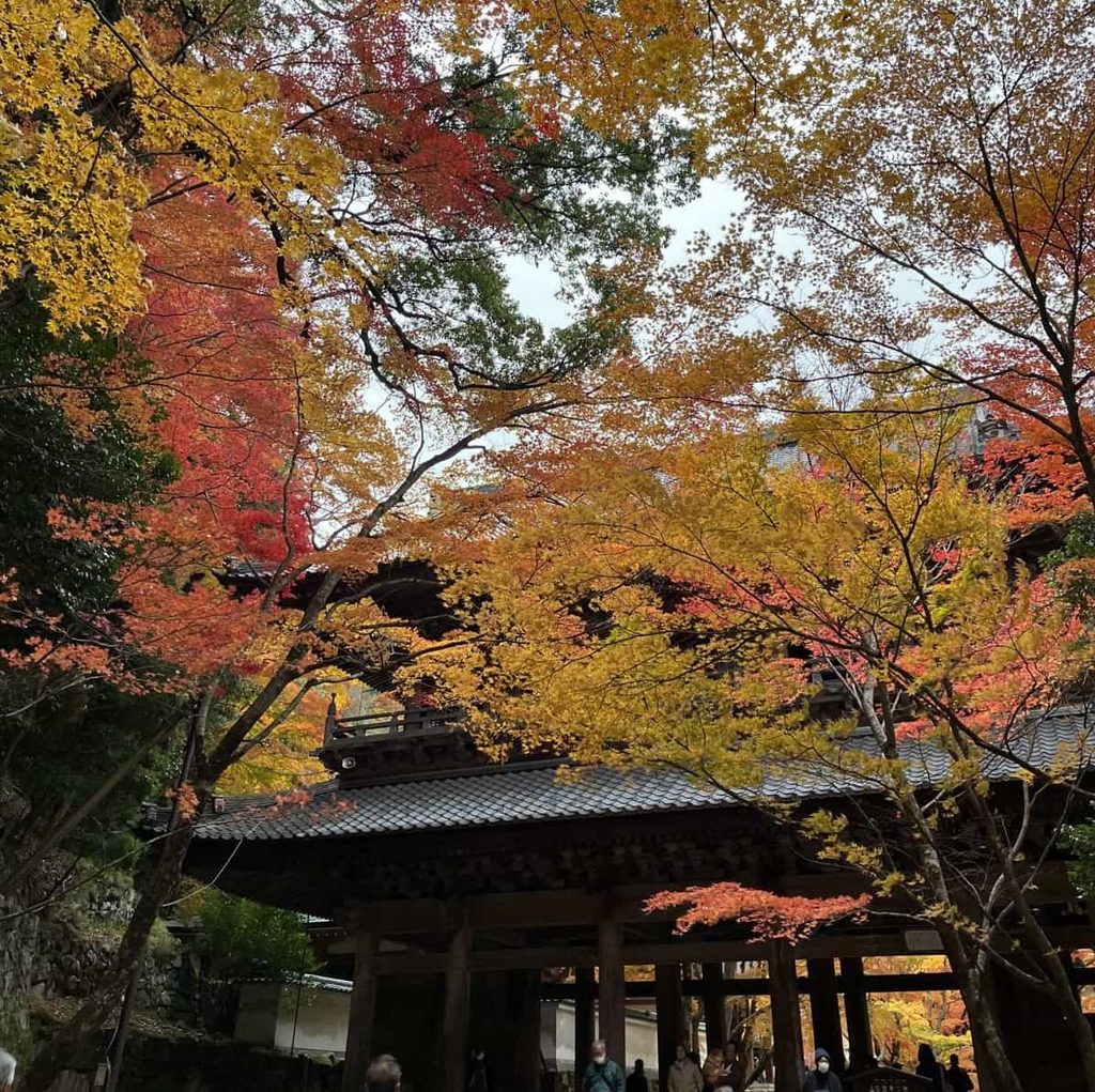 永源寺の山門を包む紅葉