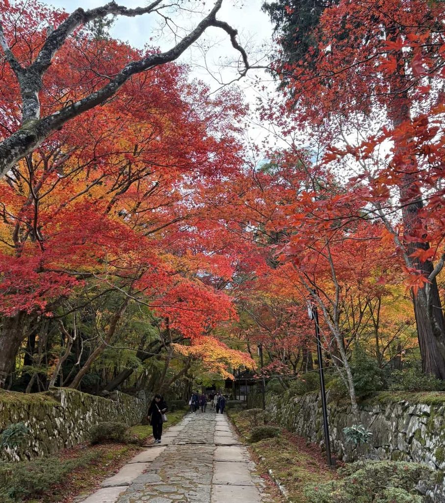 石垣が続く金剛輪寺の参道と紅葉