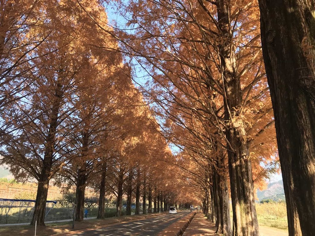 12月上旬、紅葉が見頃のメタセコイア並木