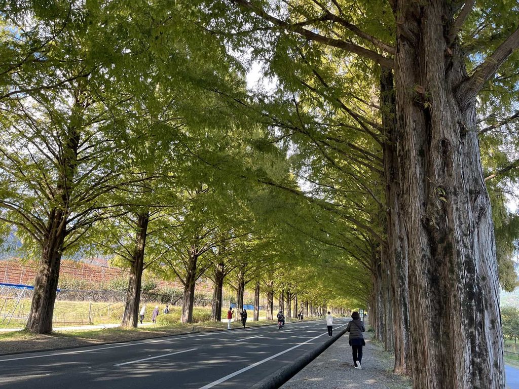 11月中旬、紅葉前でまだ緑のメタセコイア並木